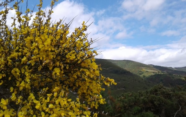 Spain: Classic Camino de Santiago