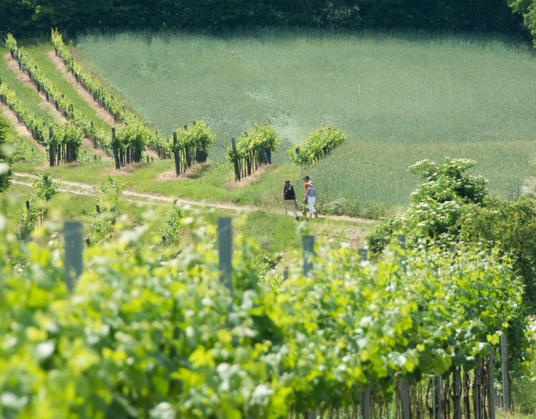 Three people walking on Danube vineyard in Croatia