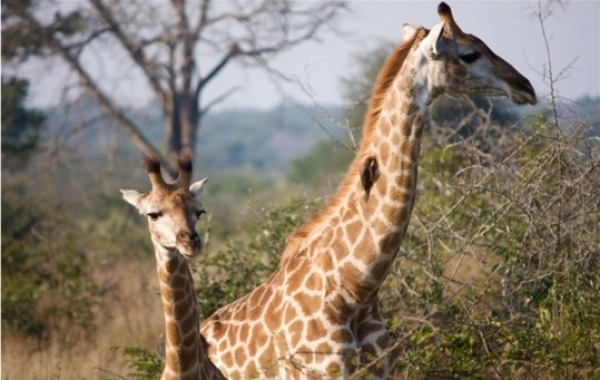 South Africa Safari: The Cape & Kruger National Park