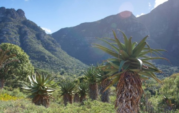 South Africa Safari: The Cape & Kruger National Park