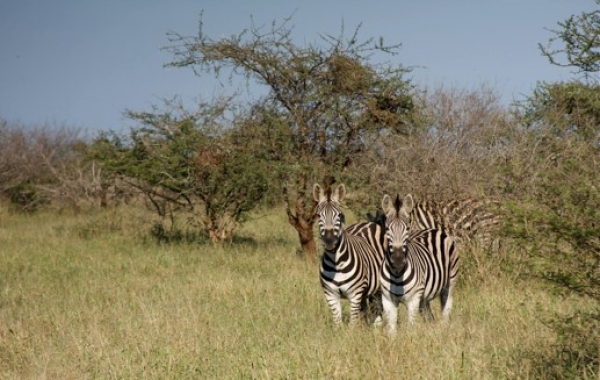 South Africa Safari: The Cape & Kruger National Park