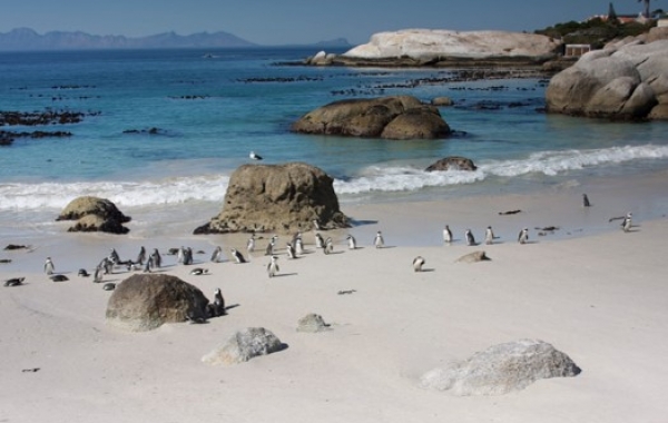 South Africa Safari: The Cape & Kruger National Park