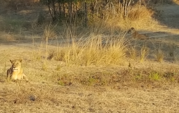 Zambia Safari: Exclusive Camps & Bush Walks