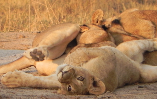 Zimbabwe Safari: Victoria Falls & Undiscovered National Parks