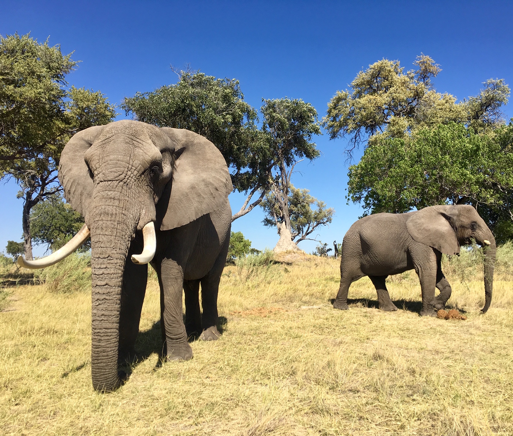 Strolling ‘Hand-in-Trunk’ in Botswana 5