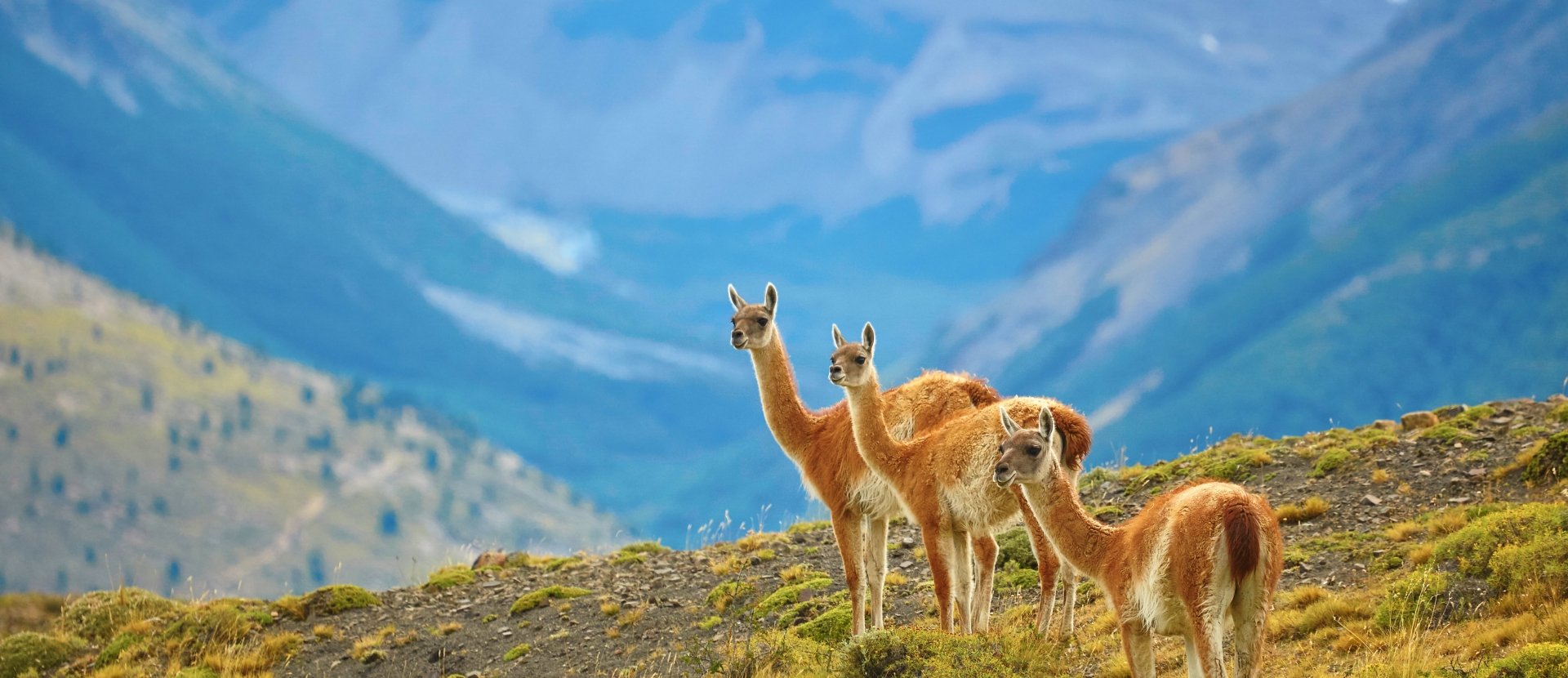 Chile & Argentina: Patagonia & Torres del Paine National Park 4