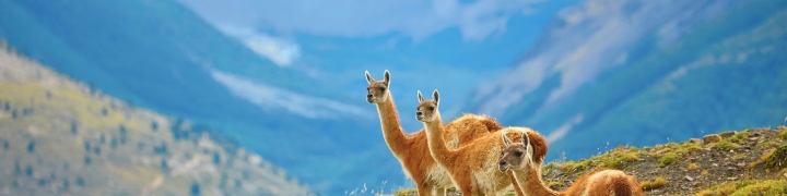 Chile & Argentina: Patagonia & Torres del Paine National Park 4