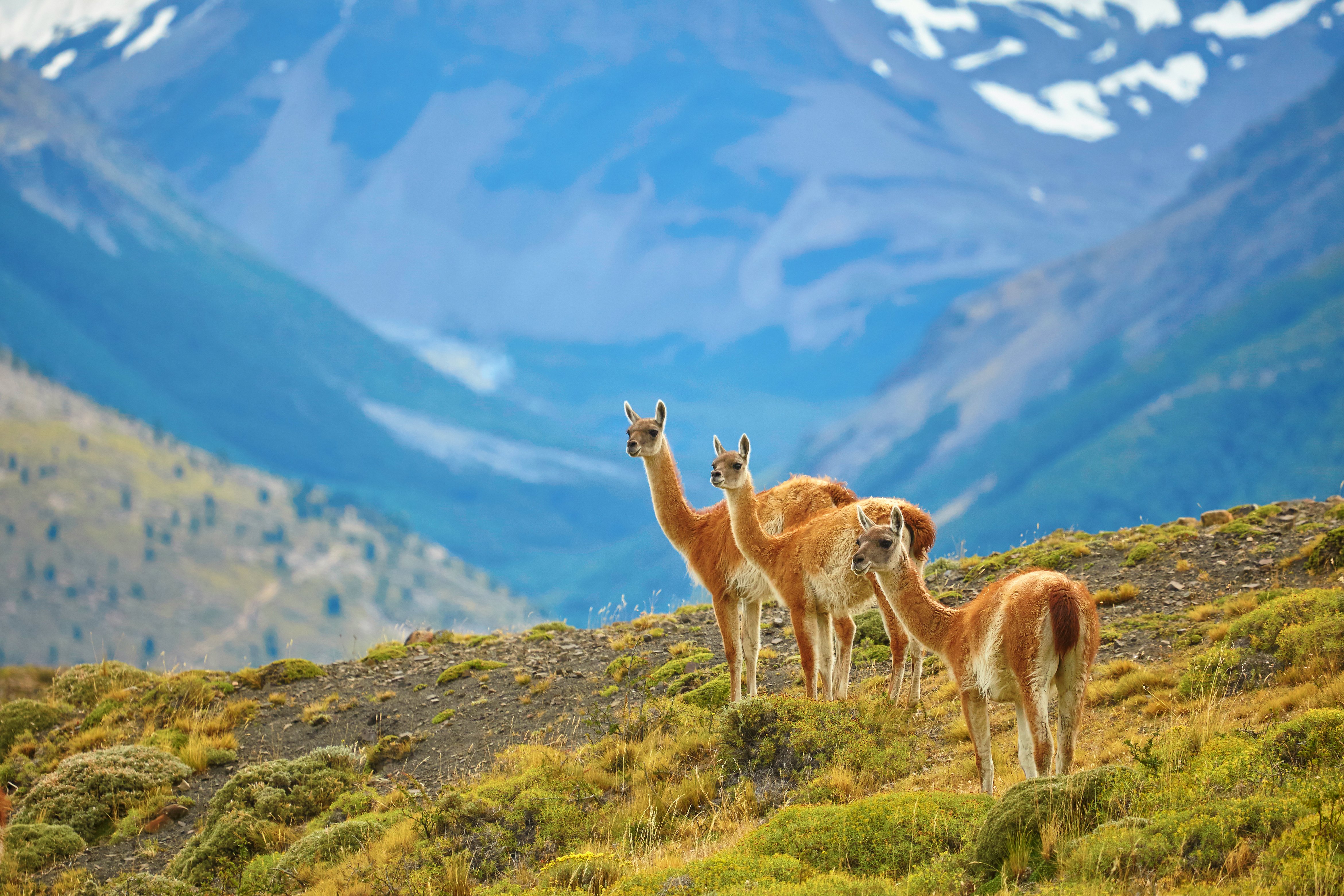Chile & Argentina: Patagonia & Torres del Paine National Park 4