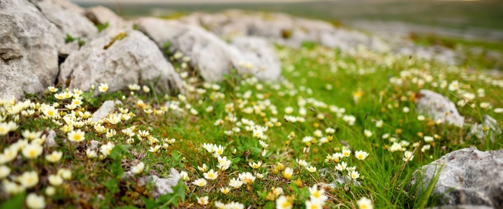 Ireland: Cliffs of Moher, the Burren & Aran Islands 3