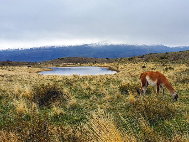 Wildlife of Patagonia 1