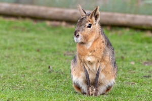 Wildlife of Patagonia 5