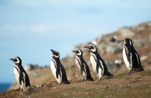 Wildlife of Patagonia 6