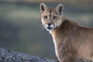 Wildlife of Patagonia 8