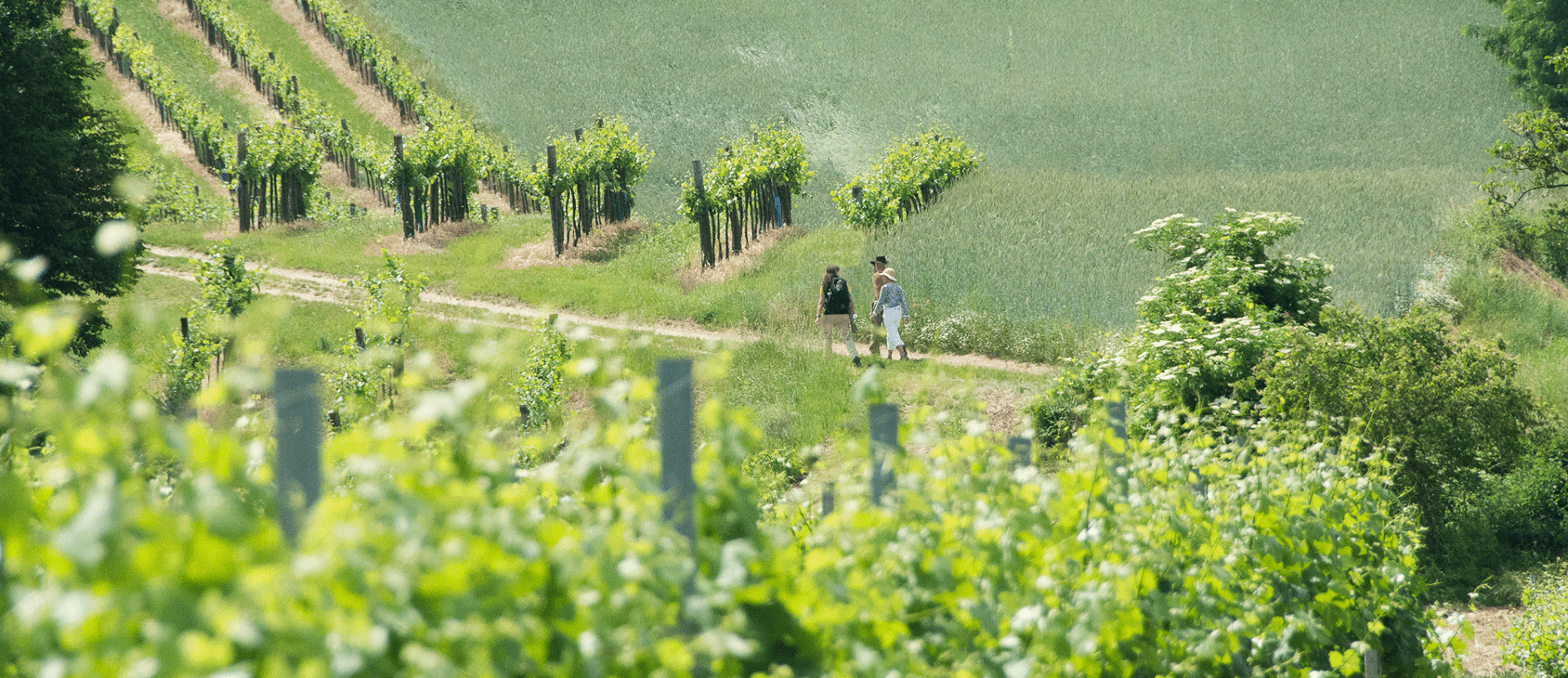 Experience Country Walkers 6