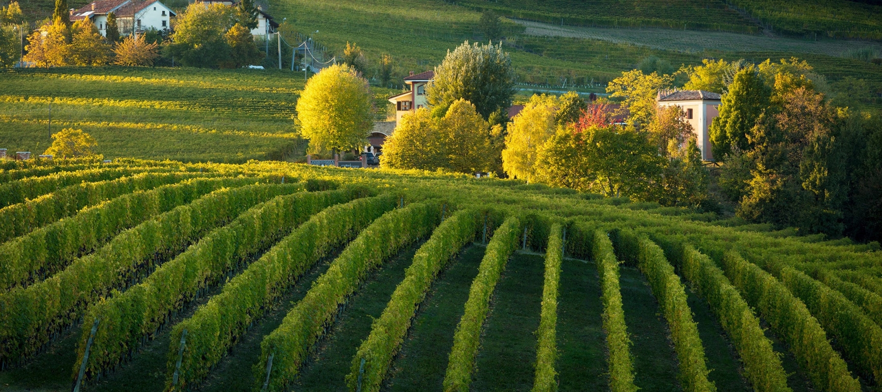 Field in Piedmont, Italy